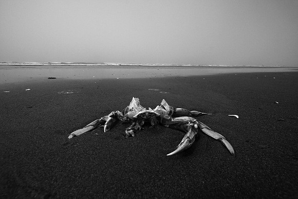 CRAB SHELL, WA
