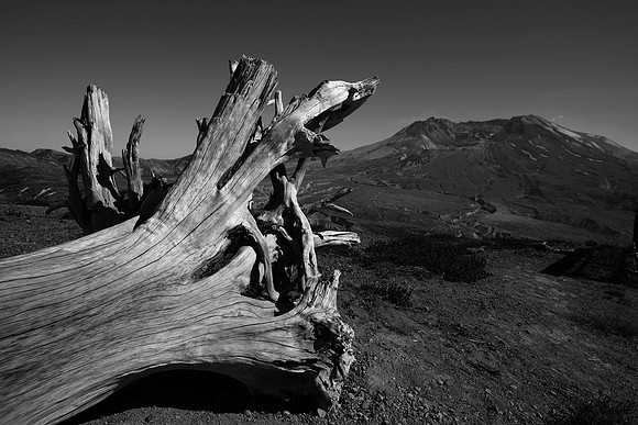 FALLEN TREE, MT SAINT HELENS, WA