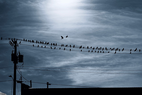 BIRD(s) ON A WIRE