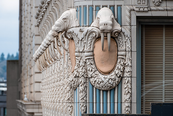 ARCTIC WALRUSES