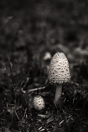 SHROOMIN'