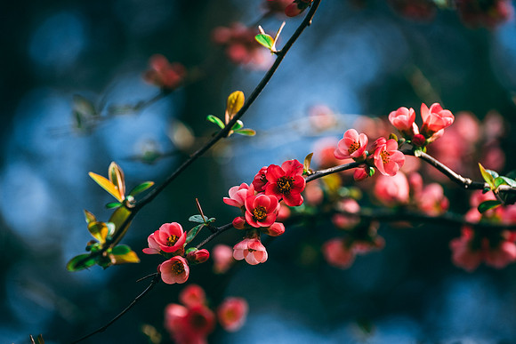 BLOOM
